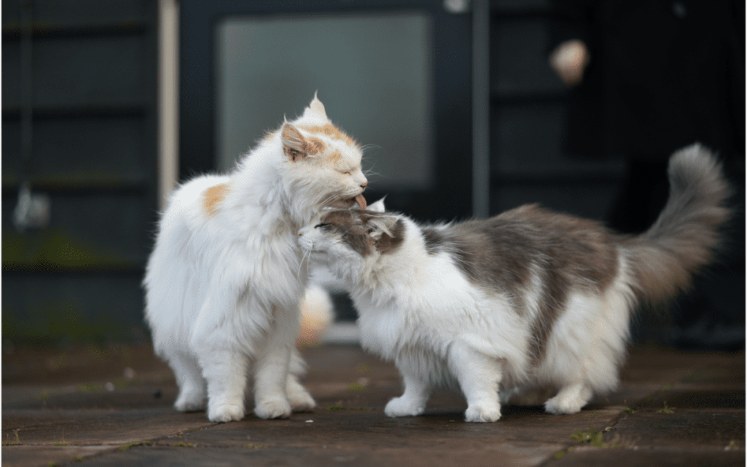 cats grooming
