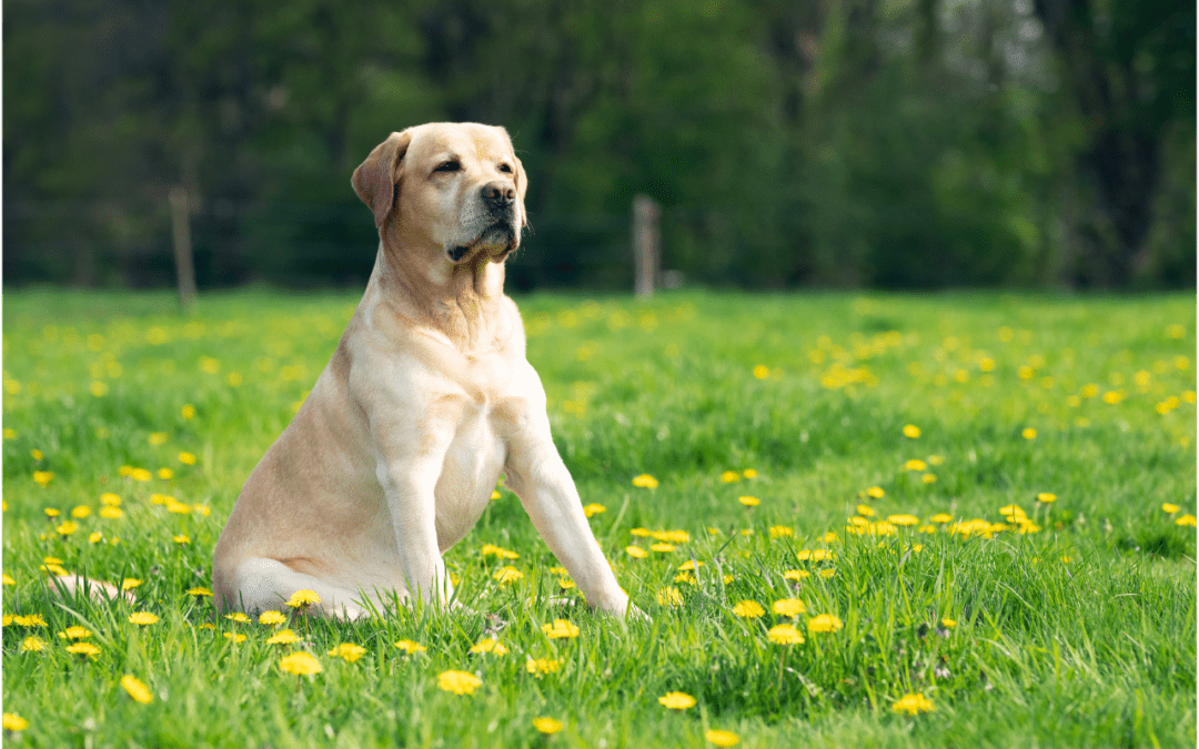 dog sitting on grass