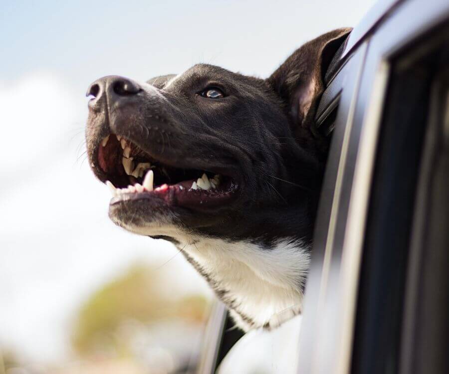 dog leaning out car window