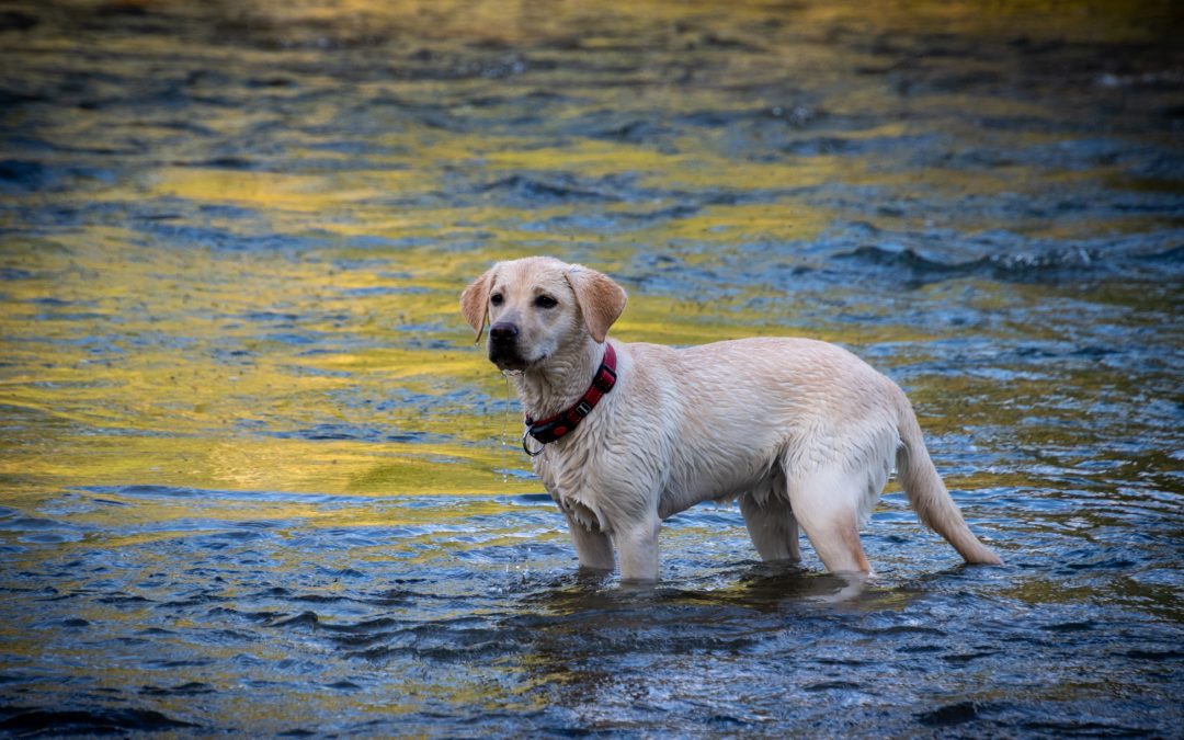 dog in water