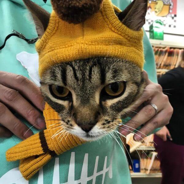 cat wearing a hat