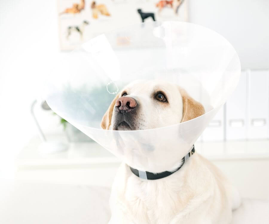 dog in cone