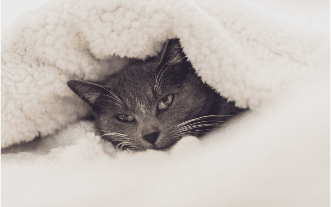British Shorthair cat snuggling under a white fuzzy blanket