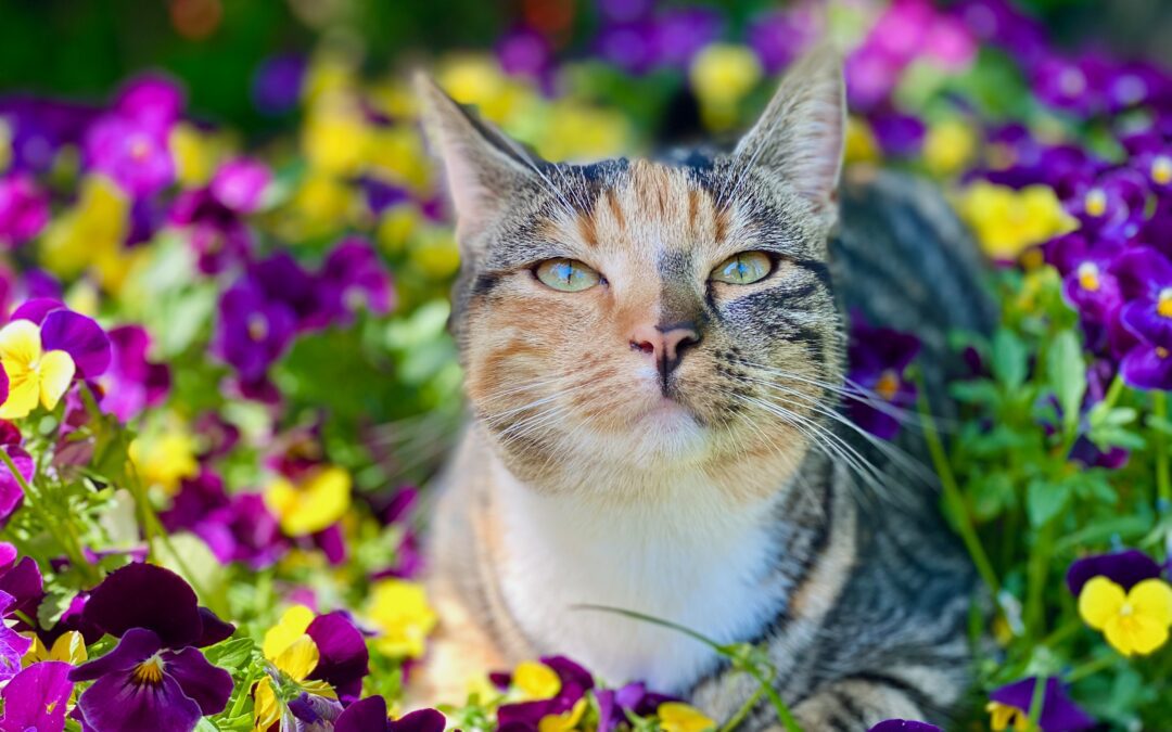 Mixed tabby cat sitting amongst flowers