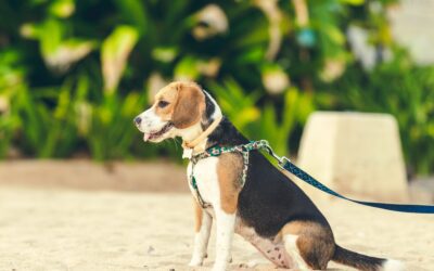 How To Prevent Pet Hazards When Walking Your Dog