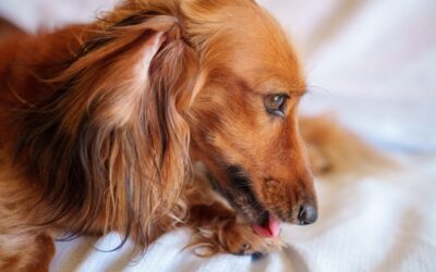 What You Should Know About Hot Spots in Pets